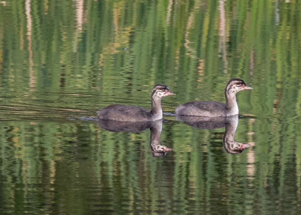 Red-necked Grebe - ML622030036