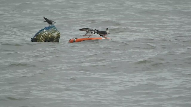 Bridled Tern - ML622030076