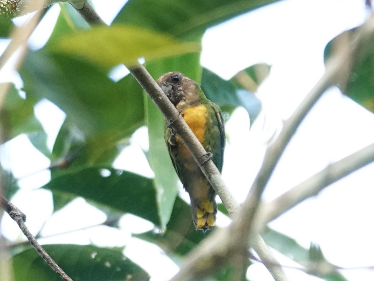 Geelvink Pygmy-Parrot - ML622030102