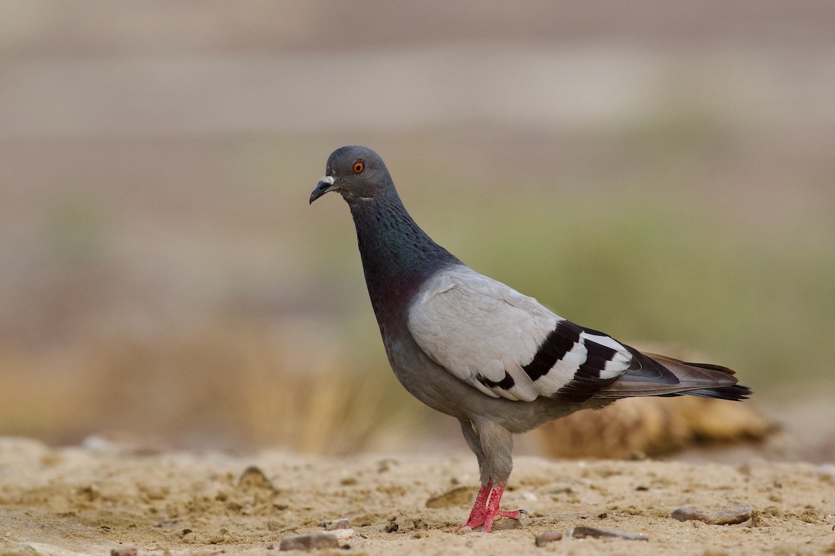 Rock Pigeon (Wild type) - ML622030106