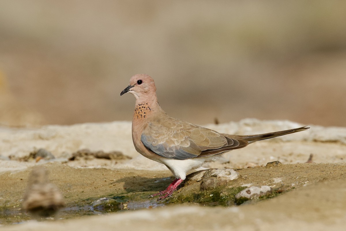 Laughing Dove - ML622030128