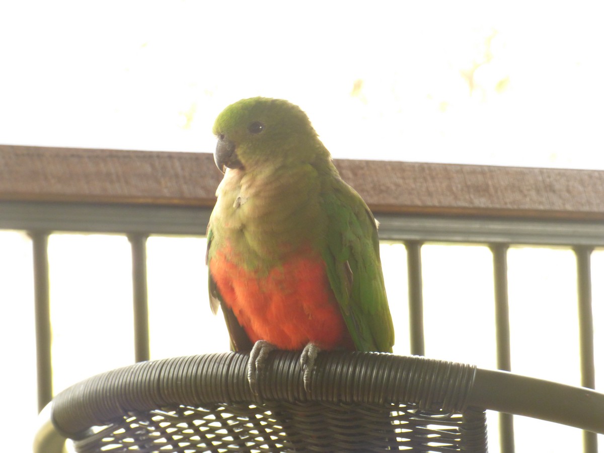 Australian King-Parrot - ML622030143