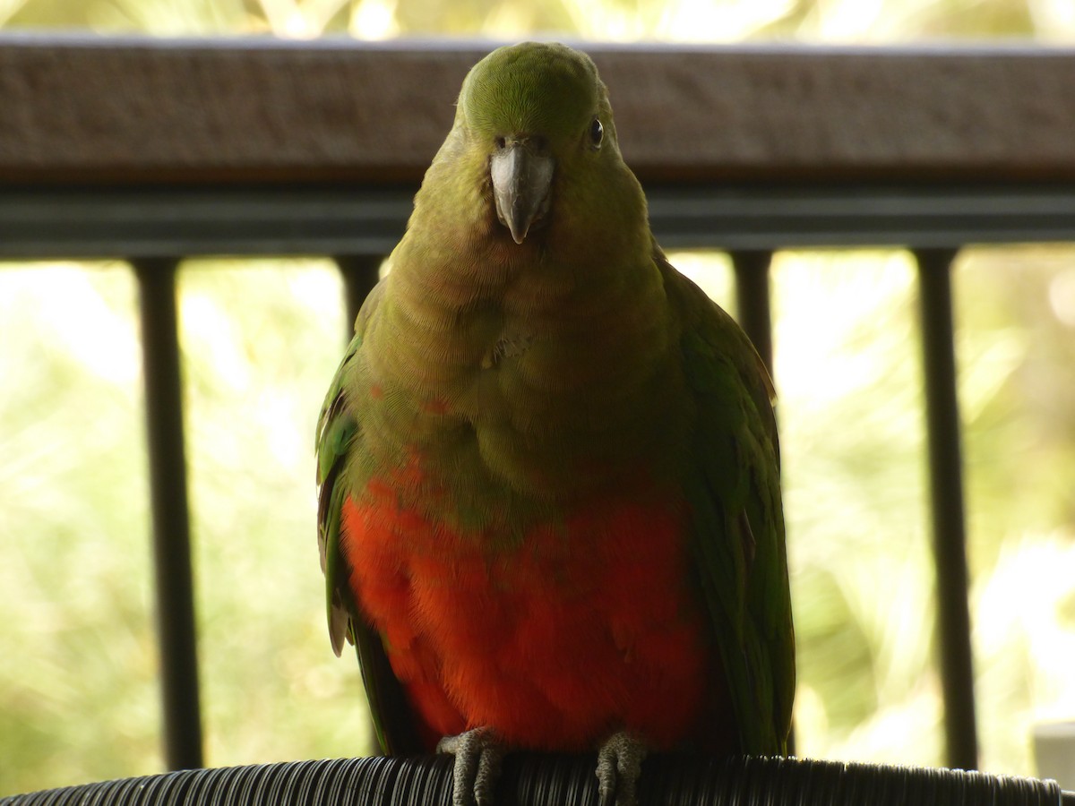 Australian King-Parrot - ML622030144