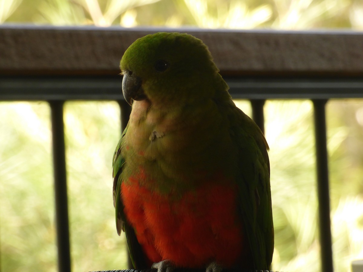 Australian King-Parrot - ML622030145