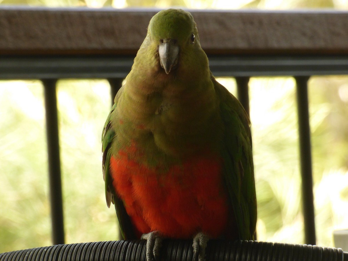 Australian King-Parrot - ML622030146