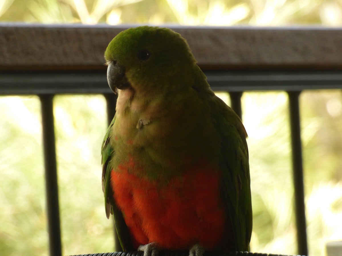 Australian King-Parrot - ML622030147