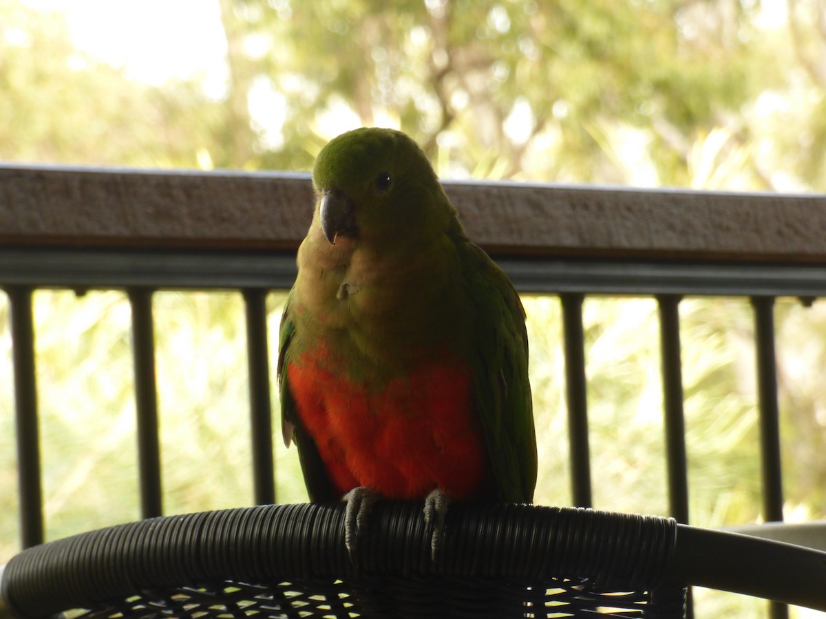 Australian King-Parrot - ML622030148