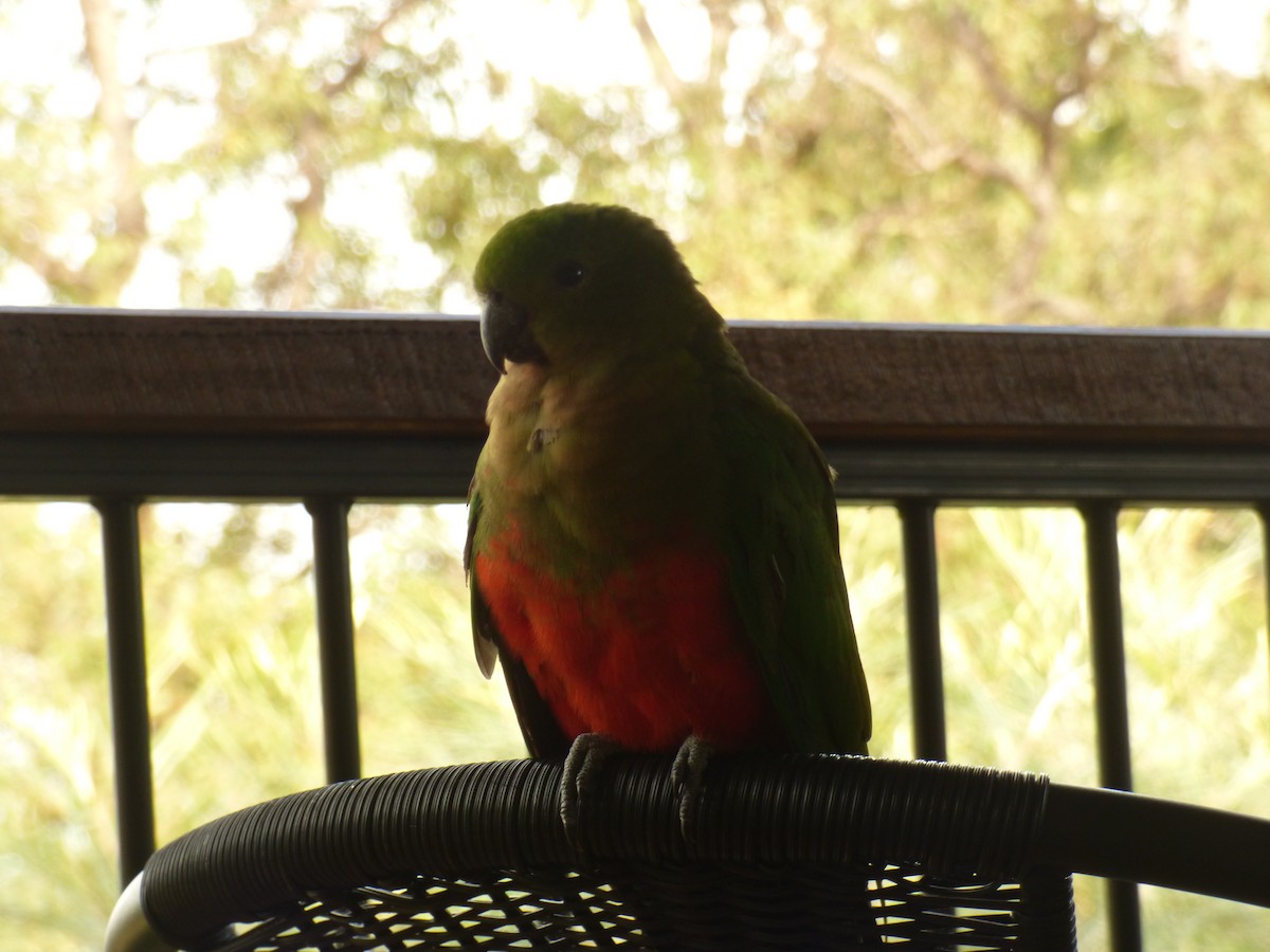 Australian King-Parrot - ML622030149