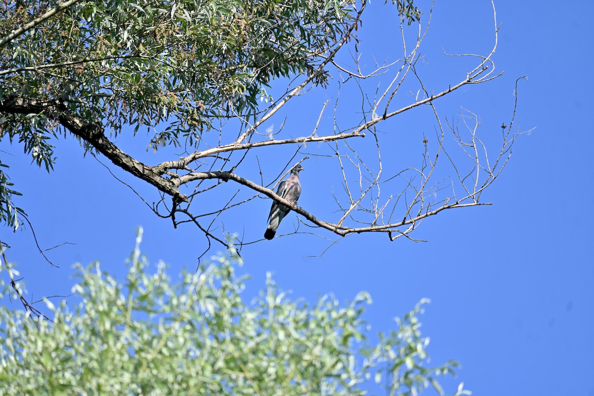 Common Wood-Pigeon - ML622030158