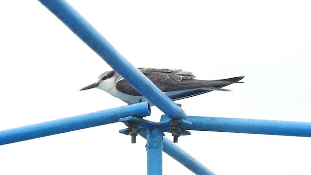 Bridled Tern - ML622030231