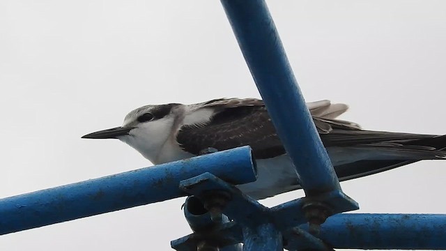 Bridled Tern - ML622030232