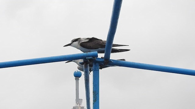 Bridled Tern - ML622030233