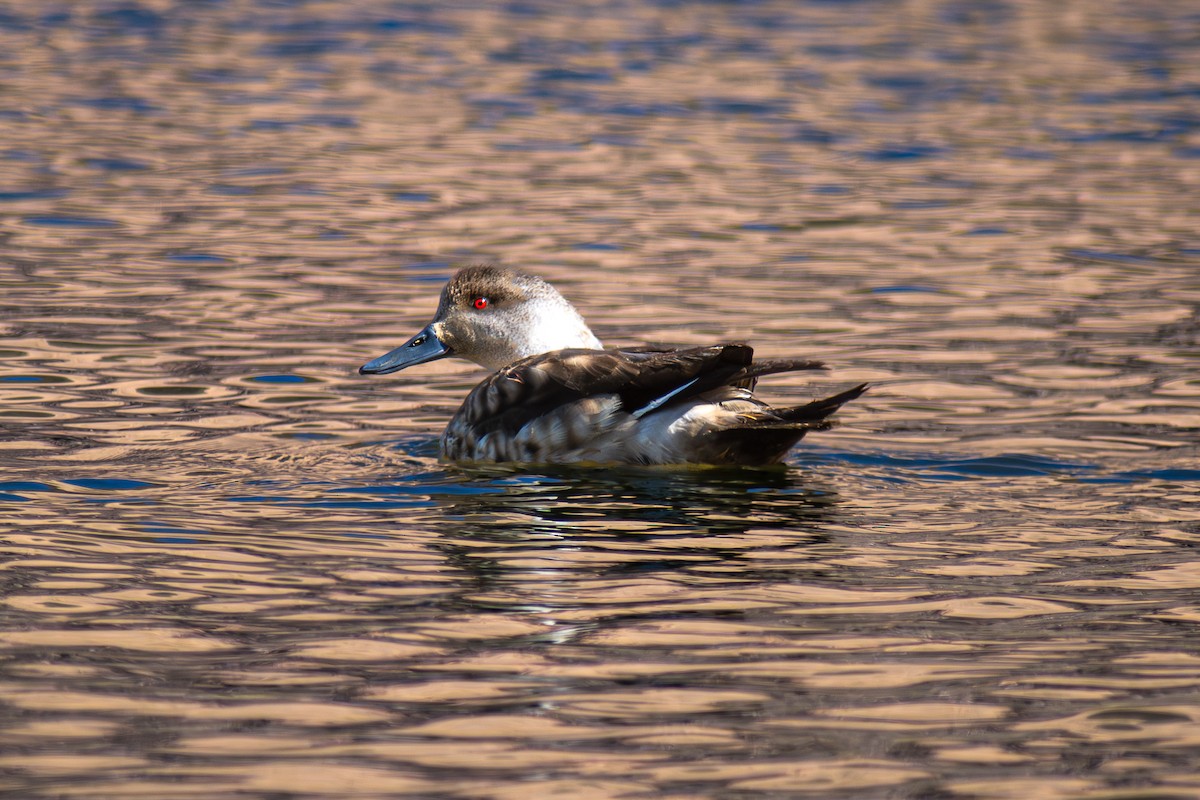 Crested Duck - ML622030291