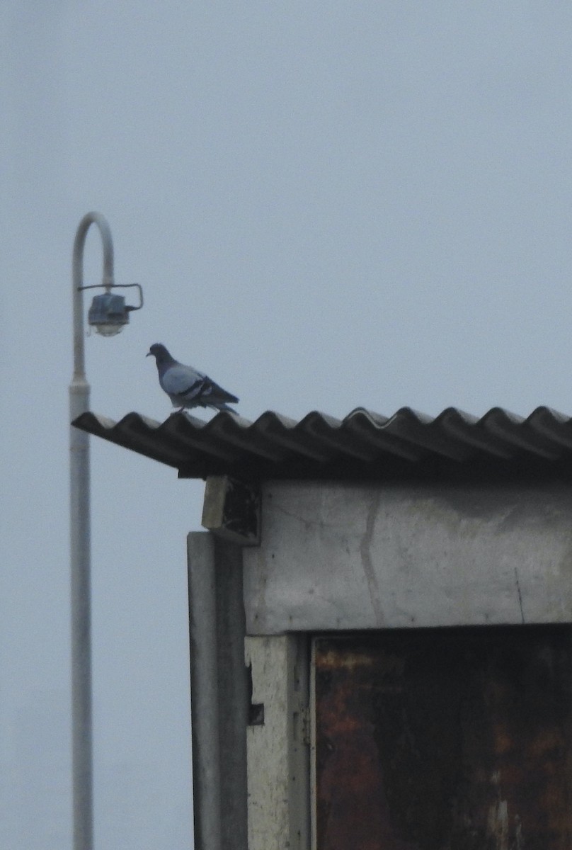 Rock Pigeon (Feral Pigeon) - ML622030334