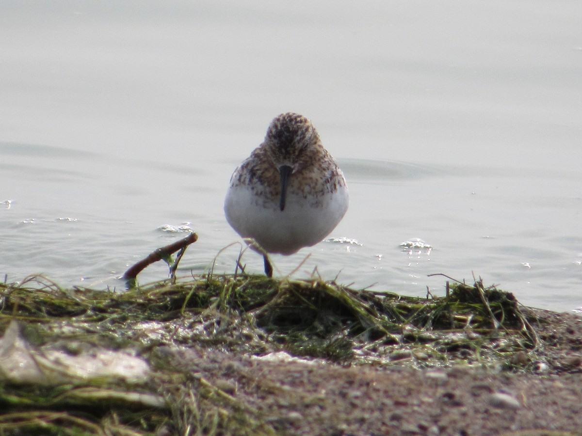 Sanderling - ML622030373