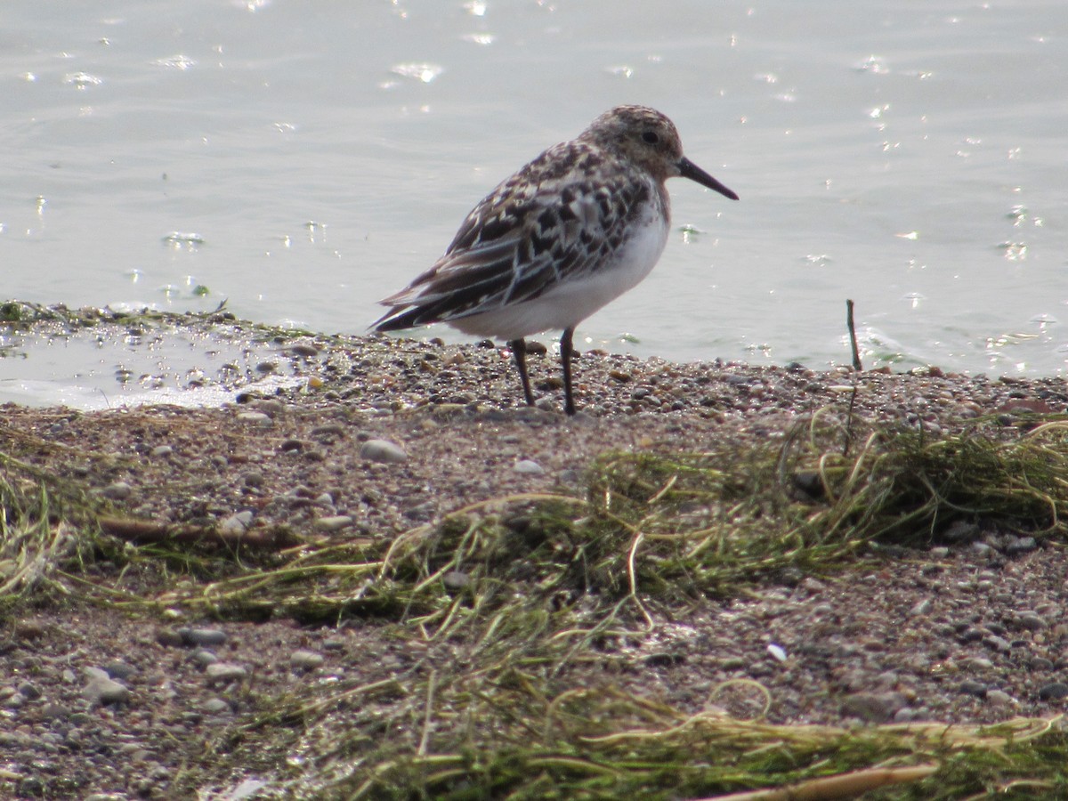 Sanderling - ML622030378