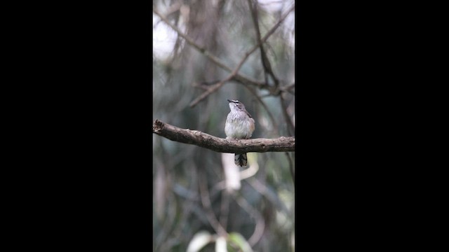 Brown-backed Scrub-Robin - ML622030482