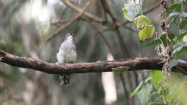 Brown-backed Scrub-Robin - ML622030483