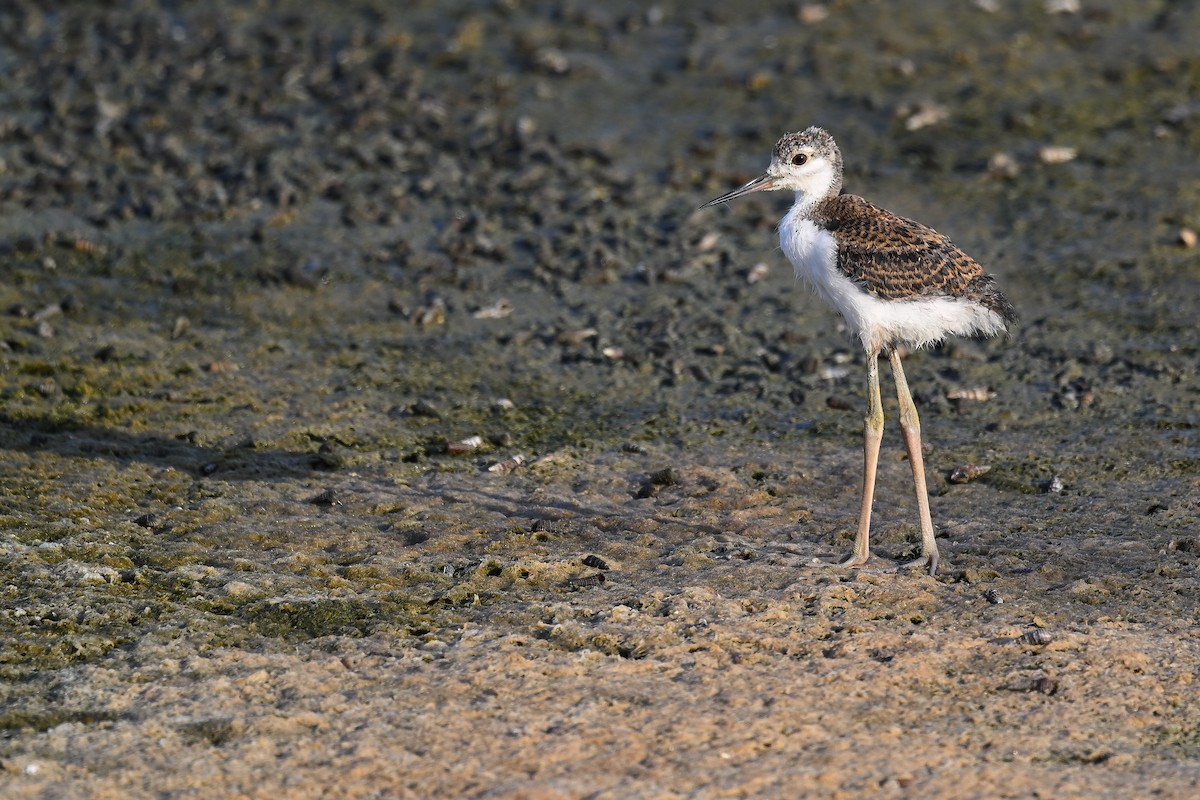 Black-winged Stilt - ML622030550