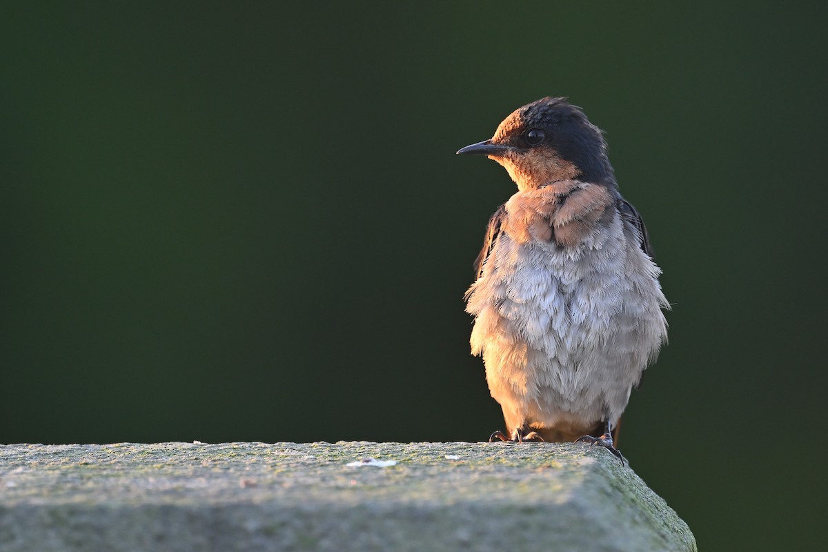 Pacific Swallow - ML622030554