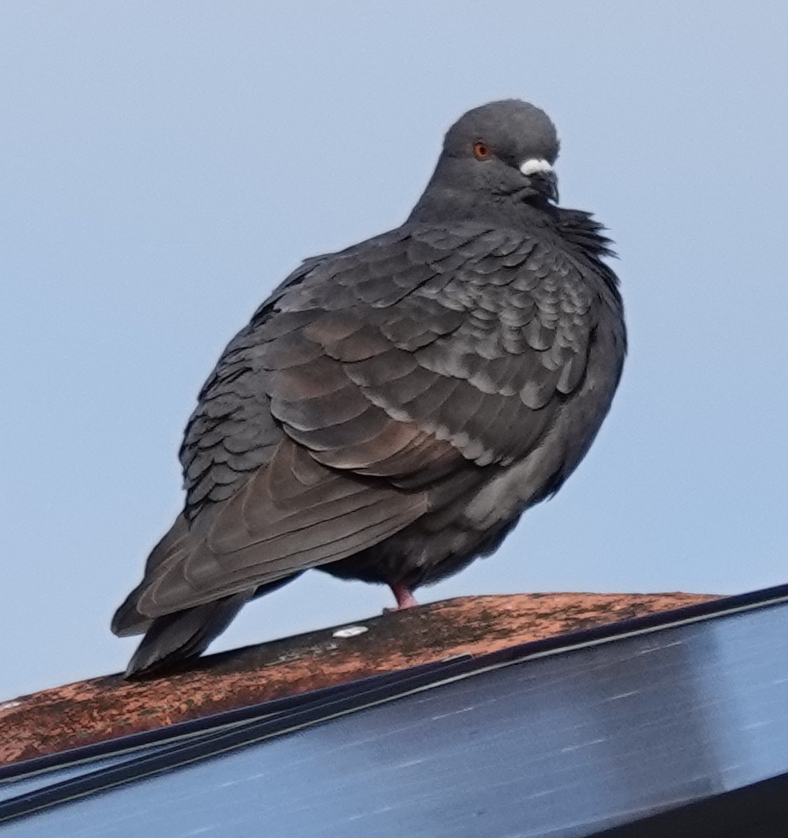Rock Pigeon (Feral Pigeon) - ML622030575