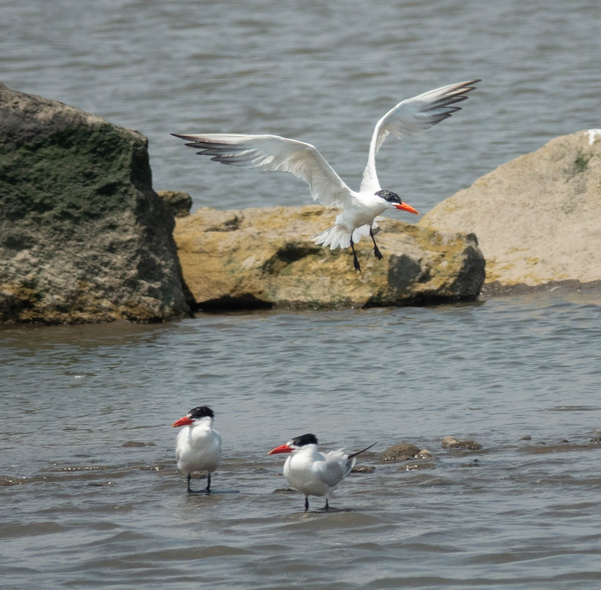 Caspian Tern - ML622030606