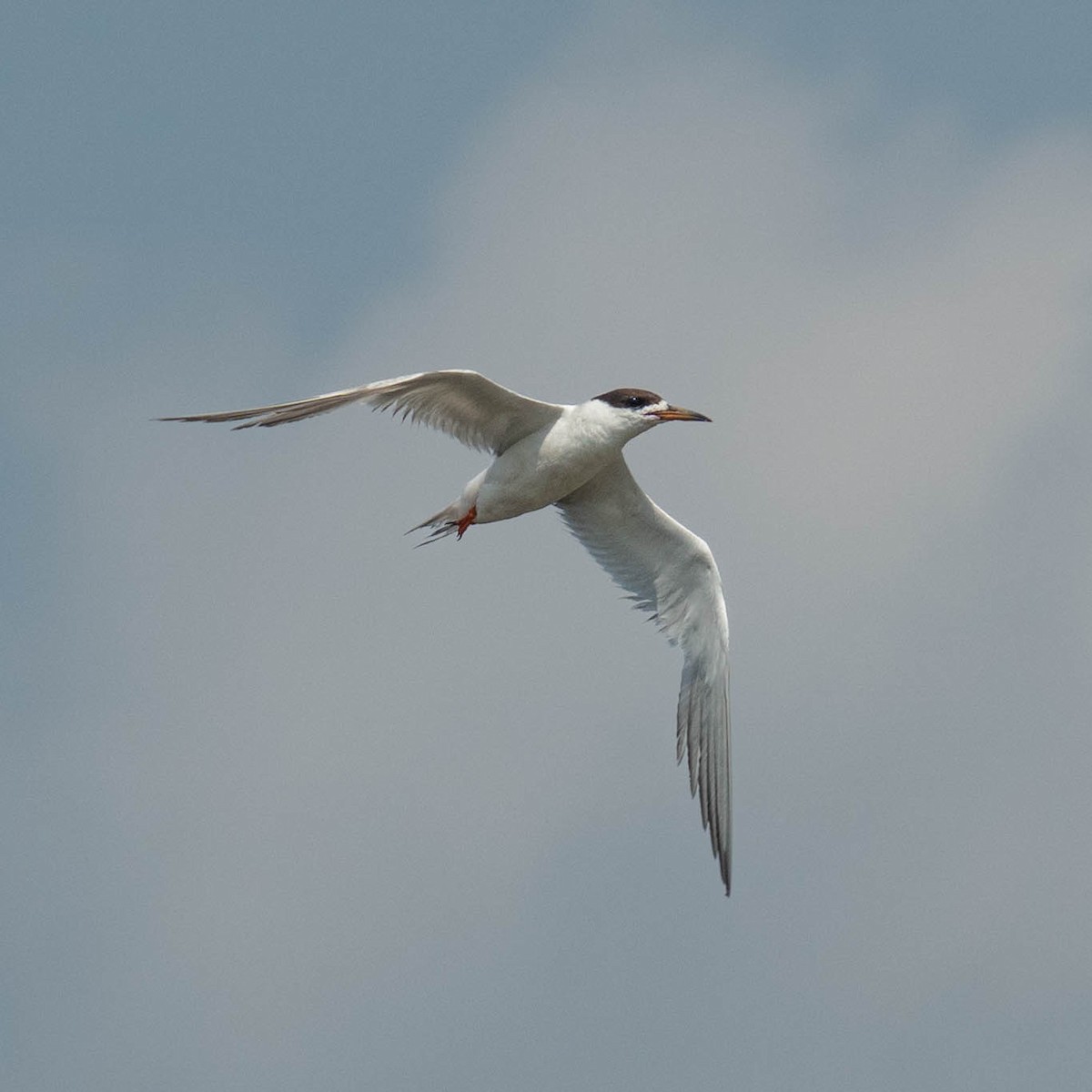 Forster's Tern - ML622030611