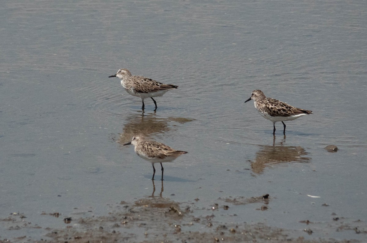 Semipalmated Sandpiper - ML622030701