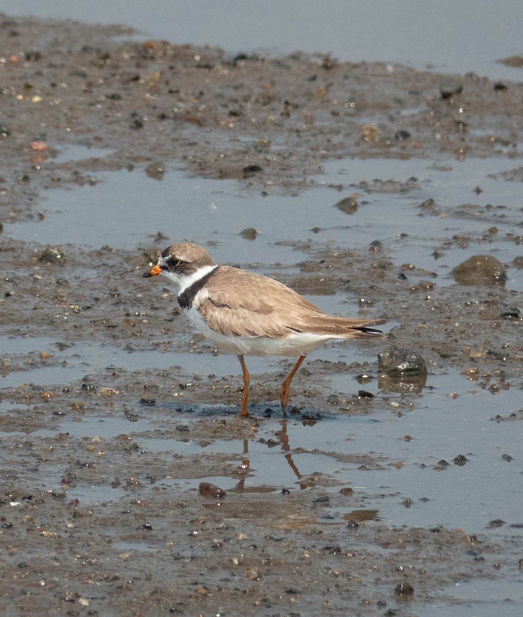 Semipalmated Plover - ML622030706