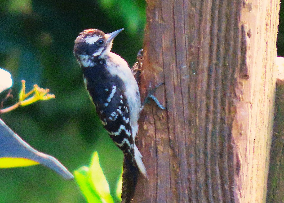 Downy Woodpecker - ML622030712