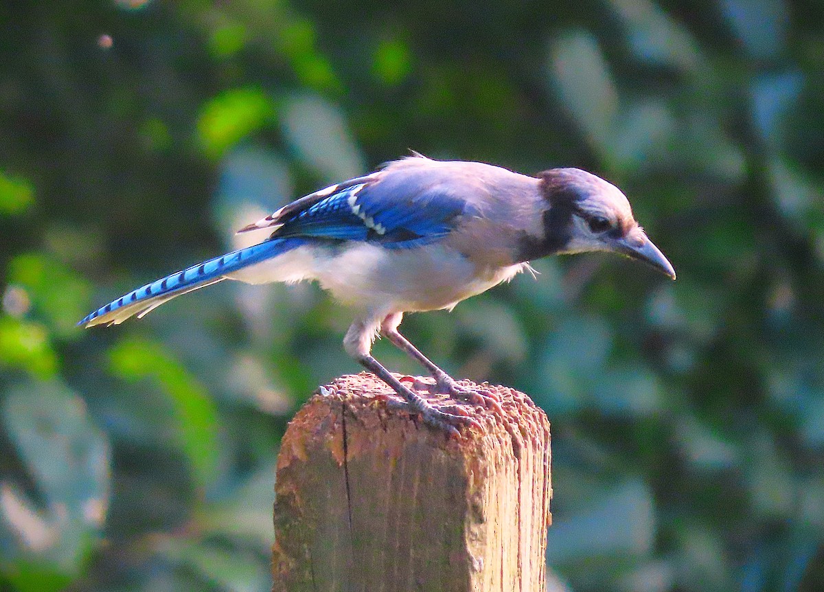 Blue Jay - Jeff Beane