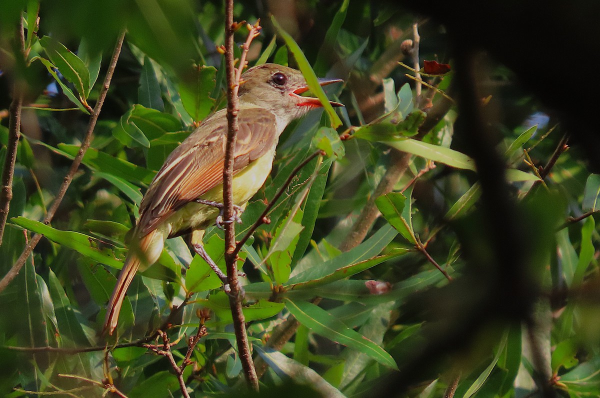 Great Crested Flycatcher - ML622030718