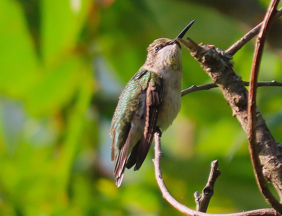 Ruby-throated Hummingbird - ML622030724