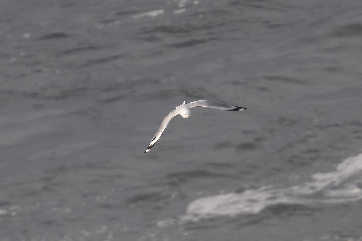 Silver Gull - ML622030773