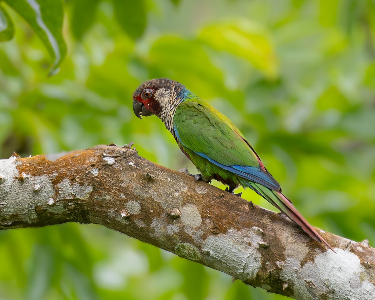 Subandean Parakeet - ML622030774