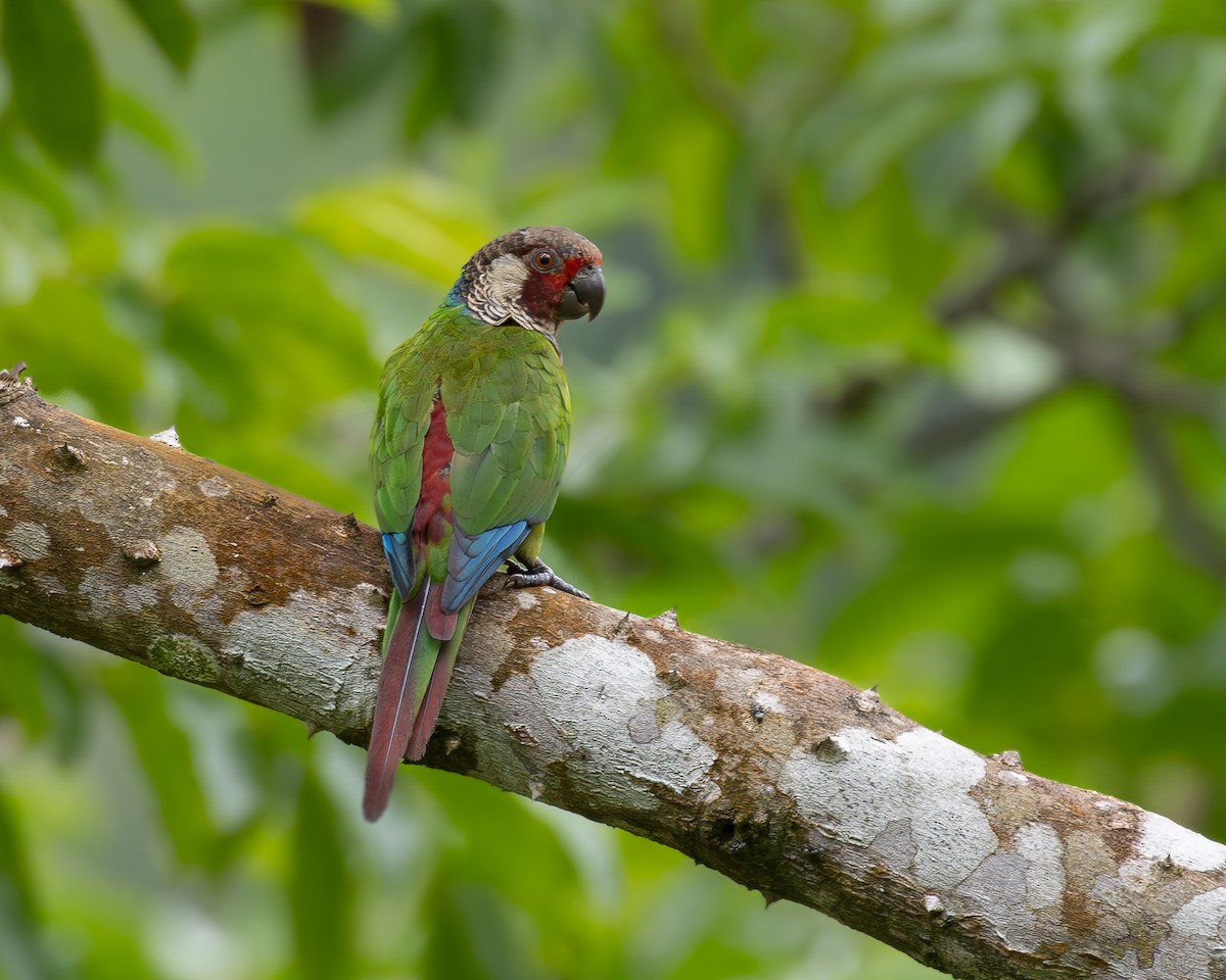 Subandean Parakeet - ML622030775