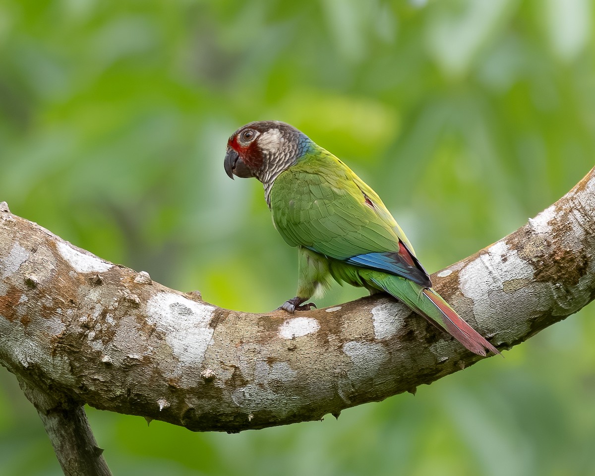Subandean Parakeet - ML622030776