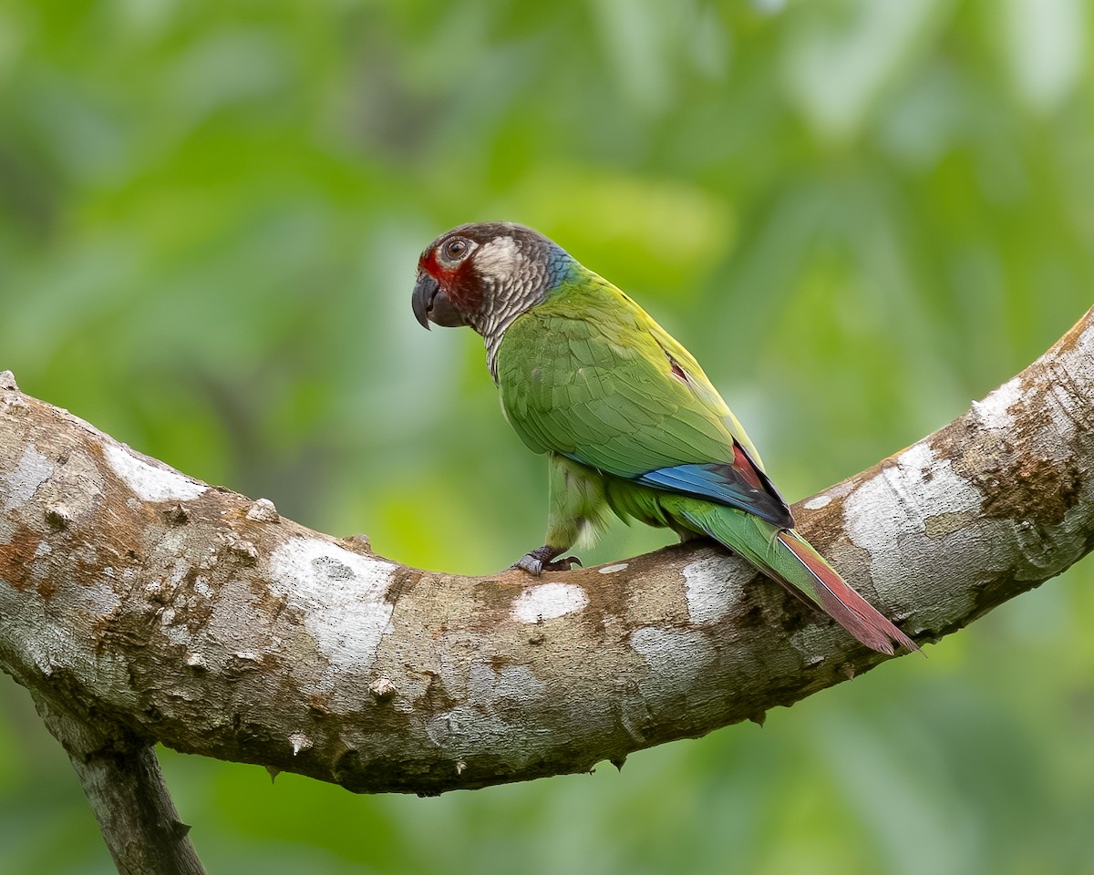 Painted Parakeet - ML622030776