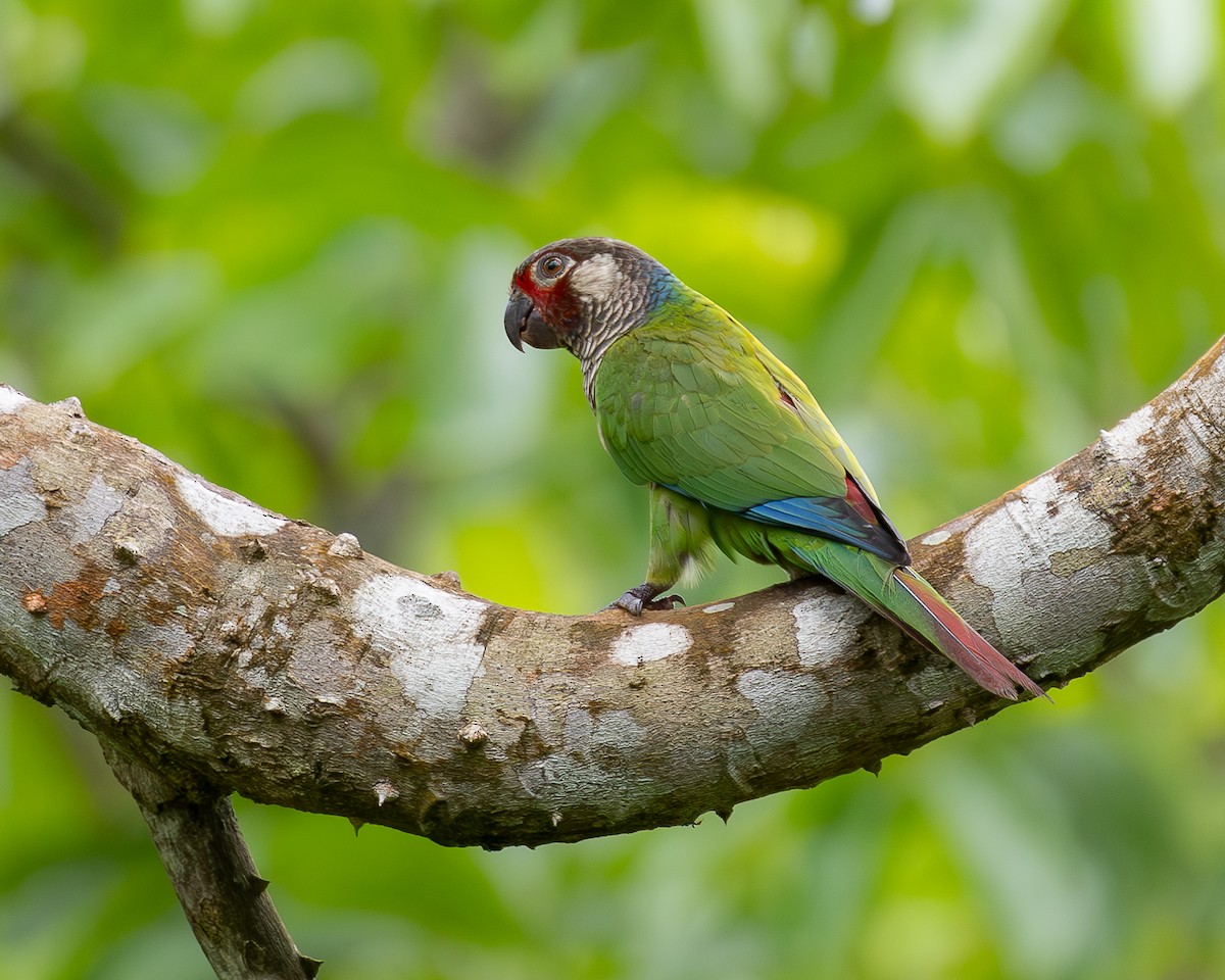 Subandean Parakeet - ML622030777