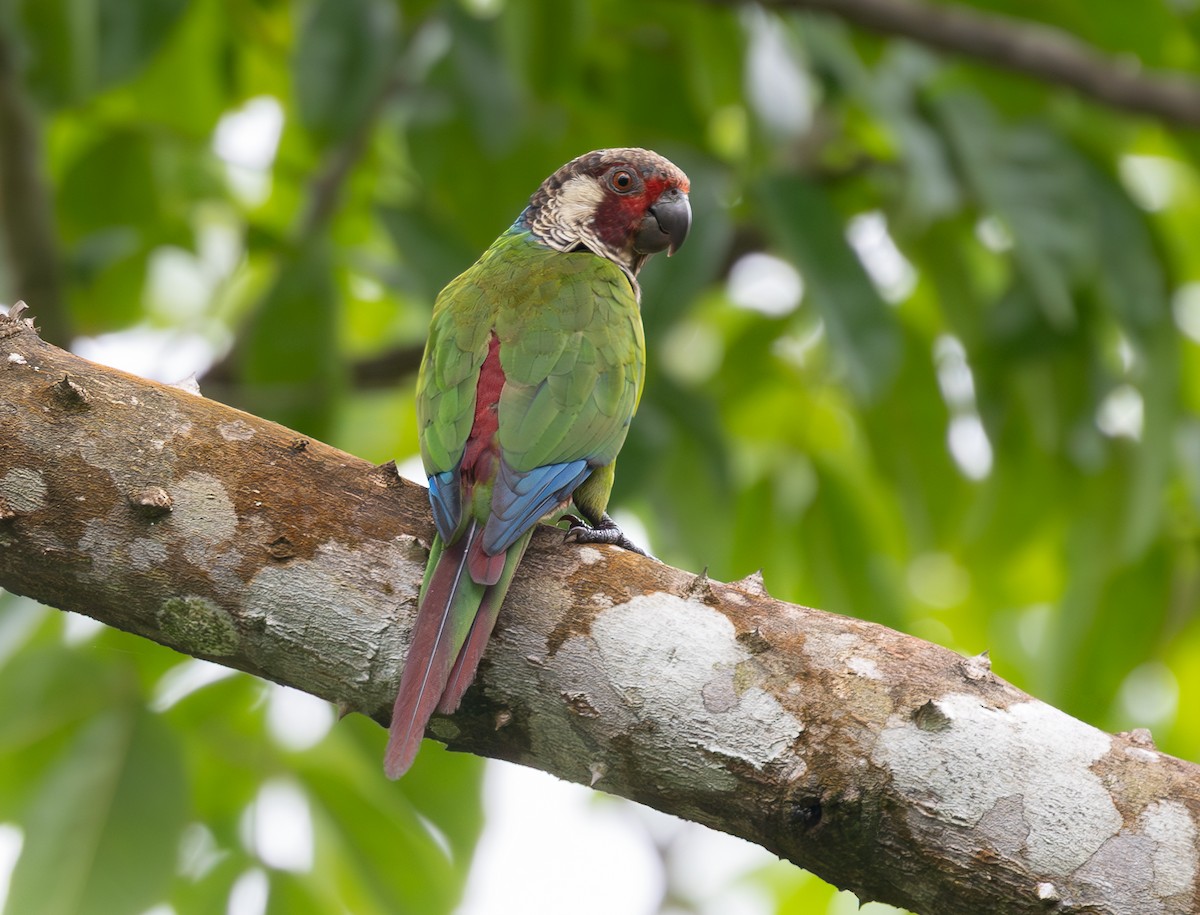 Subandean Parakeet - ML622030778