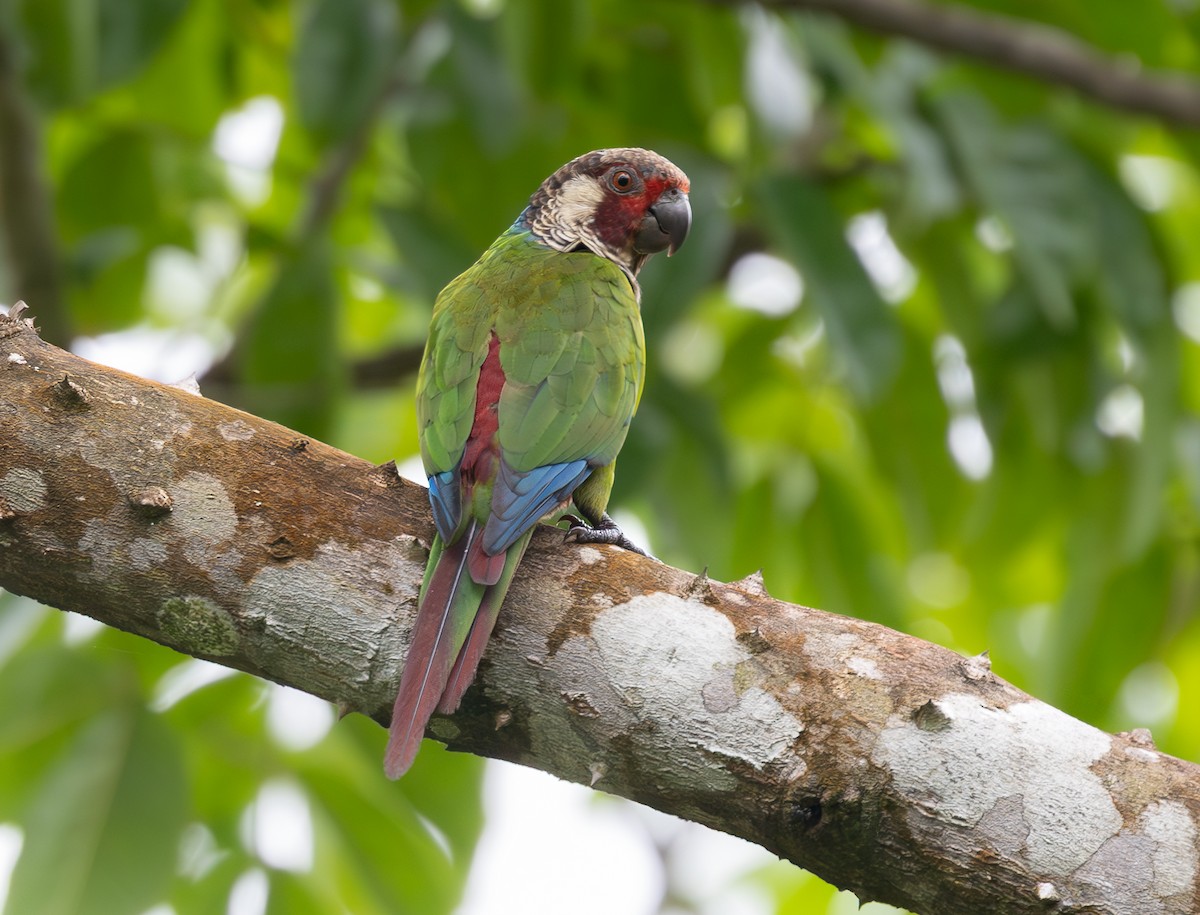 Painted Parakeet - ML622030778