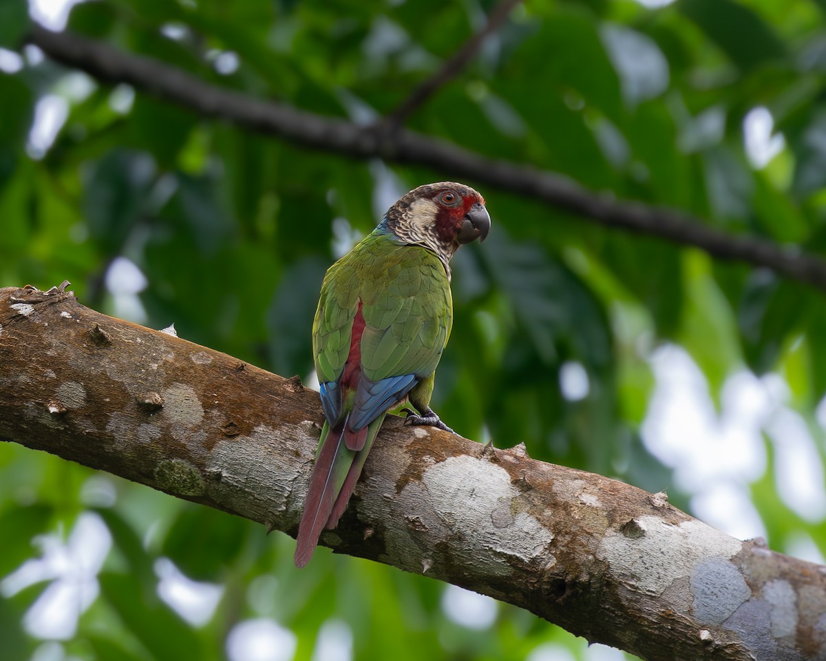 Subandean Parakeet - ML622030779