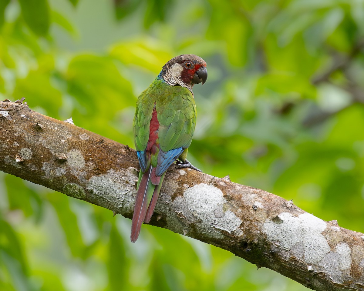 Subandean Parakeet - ML622030780
