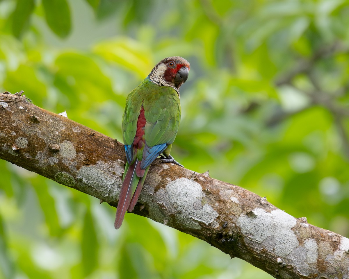 Subandean Parakeet - ML622030781