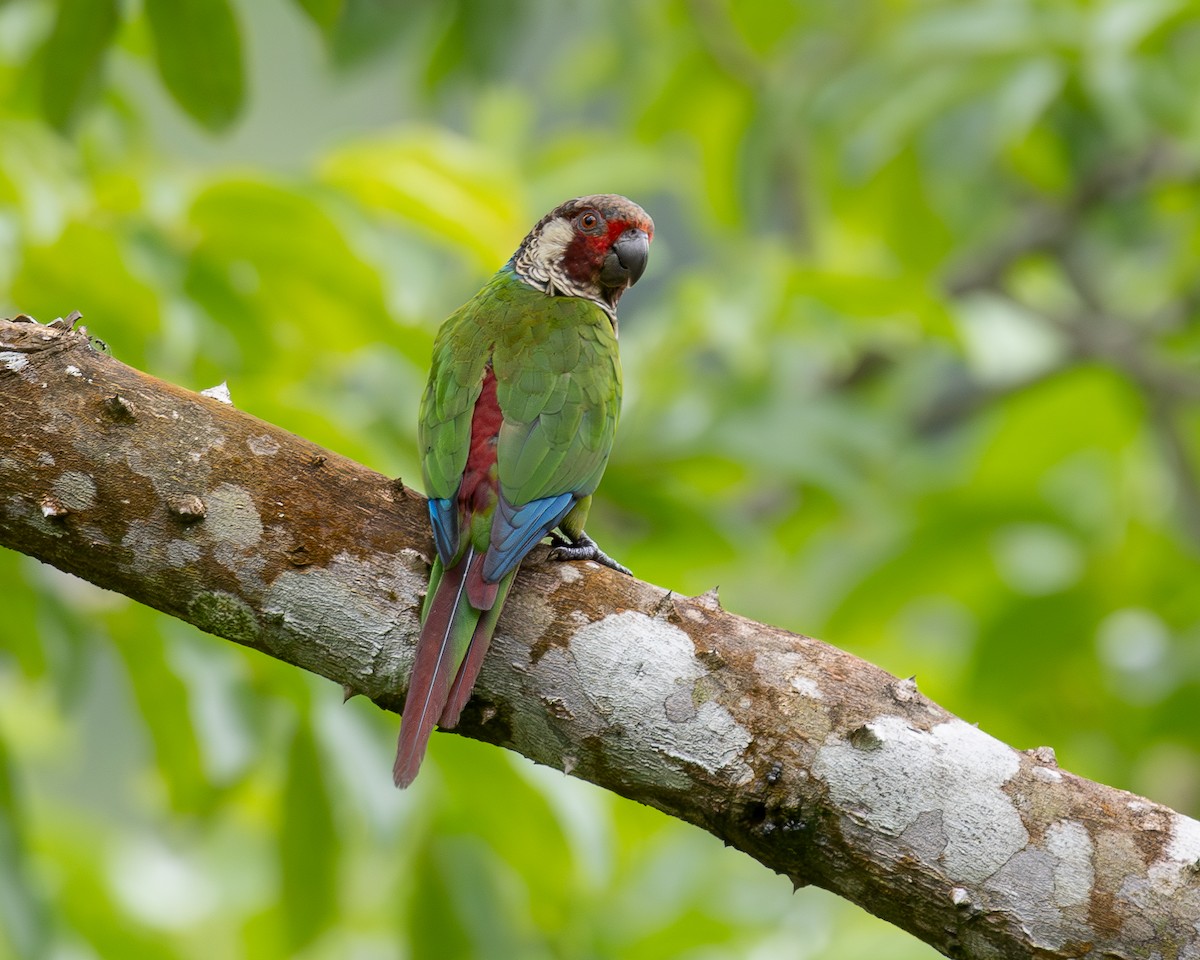 Painted Parakeet - ML622030781