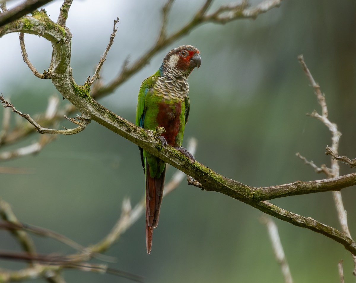 Subandean Parakeet - ML622030782