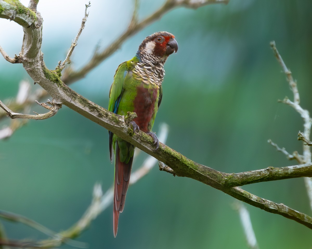 Subandean Parakeet - ML622030783