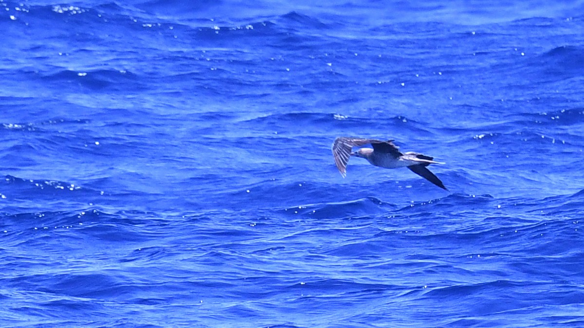 Red-footed Booby - ML622030828