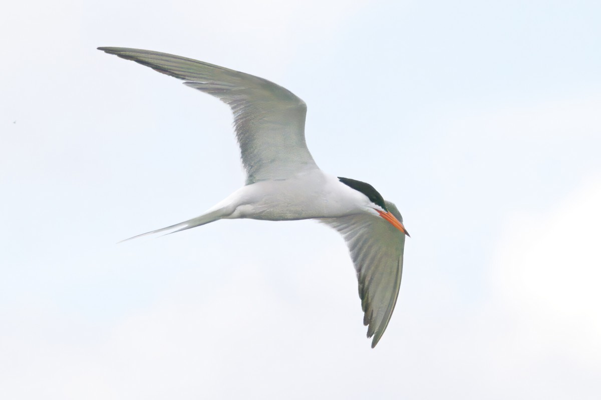 Common Tern - ML622030868