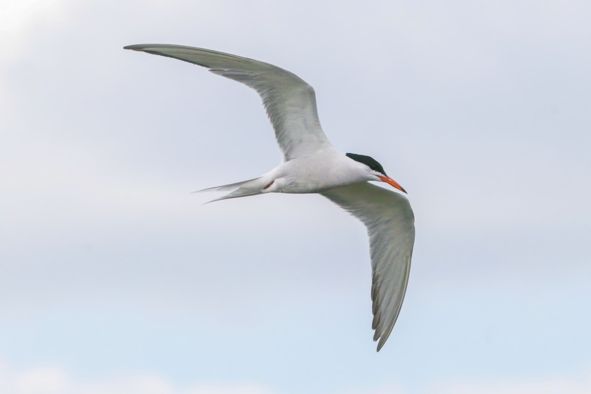 Common Tern - ML622030870